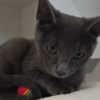 Domestic Short Hair Cats Available for Adoption in Buellton, California - Sailor Moon | PetCurious