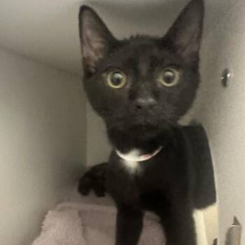 St. James Place -  Domestic Short Hair Cat for Adoption in Walnut Creek, California - St. James Place | PetCurious