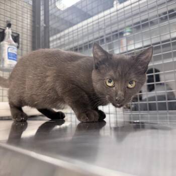 Sigourney -  Domestic Short Hair Cat for Adoption in New York, New York - Sigourney | PetCurious