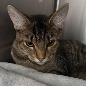 Loverboy -  Domestic Short Hair Cat for Adoption in Oak Park, Illinois - Loverboy | PetCurious