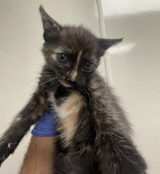 NOVA -  Domestic Short Hair Cat for Adoption in Ontario, California - NOVA | PetCurious