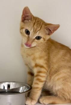 Domestic Short Hair Cats Available for Adoption in Elmsford, New York - Chester | PetCurious