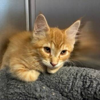 Telemachus -  Domestic Long Hair Cat for Adoption in Los Angeles, California - Telemachus | PetCurious