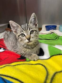 Princess Luna -  Domestic Short Hair Cat for Adoption in Grants Pass, Oregon - Princess Luna | PetCurious