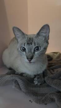Hemlock (at Pounce Cafe) -  Domestic Short Hair Cat for Adoption in Charleston, South Carolina - Hemlock (at Pounce Cafe) | PetCurious