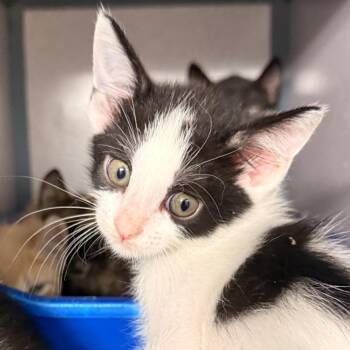 Jessie -  Domestic Short Hair Cat for Adoption in Evansville, Indiana - Jessie | PetCurious