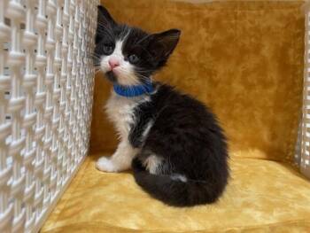OREO -  Domestic Short Hair Cat for Adoption in Riverside, California - OREO | PetCurious