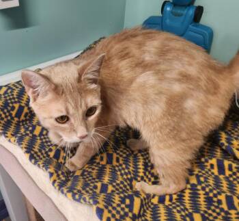 Frost -  Domestic Short Hair Cat for Adoption in Crossville, Tennessee - Frost | PetCurious