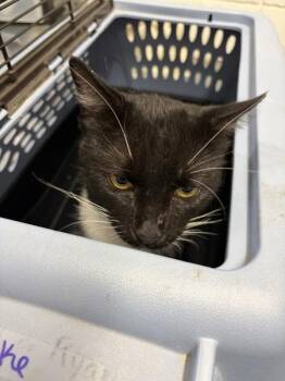 Treeko -  Domestic Short Hair Cat for Adoption in Morristown, Tennessee - Treeko | PetCurious