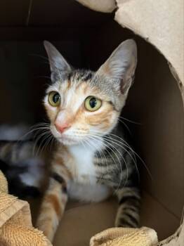 Rescue Domestic Short Hair Cats for Adoption in Honolulu, Hawaii - Poppy | PetCurious