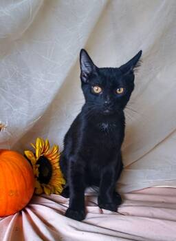 Paris 762 -  Domestic Short Hair Cat for Adoption - Paris 762 | PetCurious