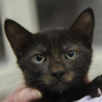 Ash -  Domestic Short Hair Cat for Adoption in Redwood City, California - Ash | PetCurious
