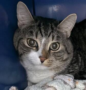 Domestic Short Hair Cats Available for Adoption in Sault Ste. Marie, Michigan - Ziggy | PetCurious