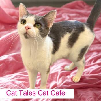 Ruthie -  Domestic Short Hair Cat for Adoption in Chapel Hill, North Carolina - Ruthie | PetCurious