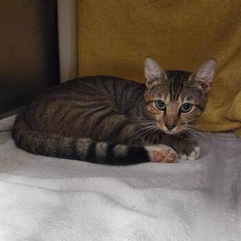 LAMAR -  Domestic Short Hair Cat for Adoption - LAMAR | PetCurious
