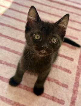 Bombay and Domestic Short Hair Cats Available for Adoption in Orland Park, Illinois - Ash & Pikachu (BONDED BROS) | PetCurious