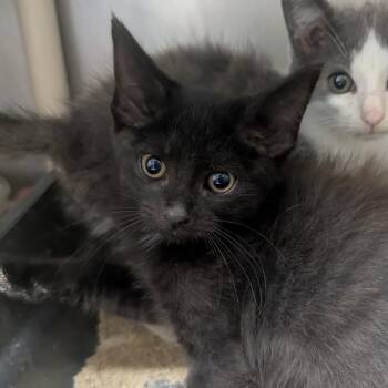 Tundra -  Domestic Short Hair Cat for Adoption in Evansville, Indiana - Tundra | PetCurious