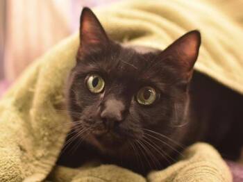 Domestic Short Hair Cats Available for Adoption in Portland, Oregon - Izzy | PetCurious