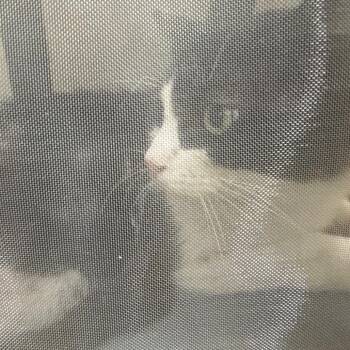 Tux -  Domestic Short Hair Cat for Adoption in Winston-salem, North Carolina - Tux | PetCurious