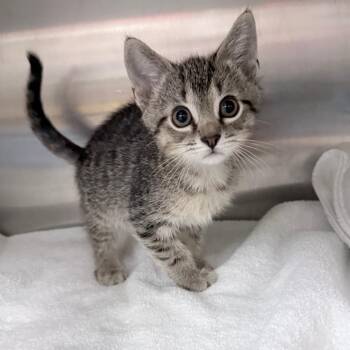 Domestic Short Hair Cats Available for Adoption in Jupiter, Florida - Pluto | PetCurious