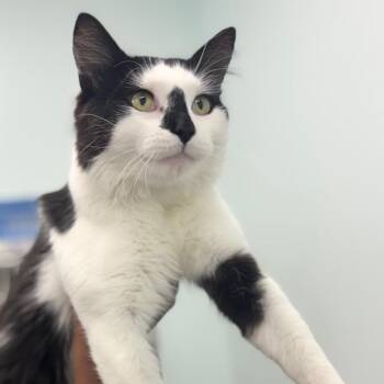 Puffin -  Domestic Short Hair Cat for Adoption in Clavet, Saskatchewan - Puffin | PetCurious