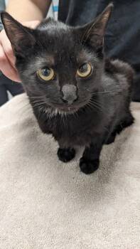Rescue Domestic Short Hair Cats for Adoption in Cleveland, Ohio - Maserati 19 | PetCurious