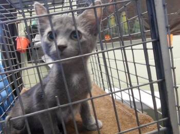MISS PUMKIN -  Domestic Short Hair Cat for Adoption in Tulsa, Oklahoma - MISS PUMKIN | PetCurious