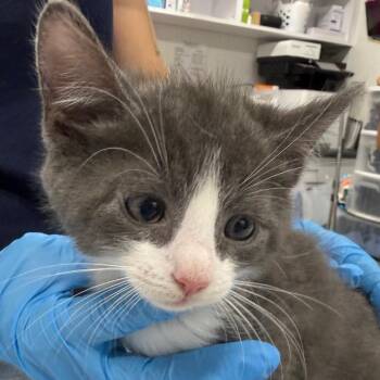 Domestic Short Hair Cats Available for Adoption in Newark, New Jersey - AHNJ-Stray-119797 | PetCurious