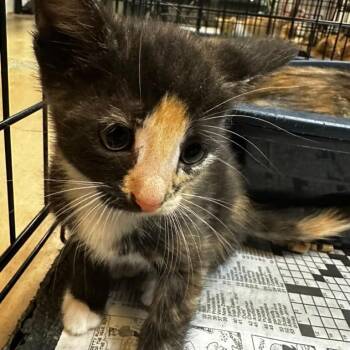 Elephant -  Domestic Short Hair Cat for Adoption in Gadsden, Alabama - Elephant | PetCurious