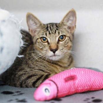 Cosmo -  Domestic Short Hair Cat for Adoption in Atlanta, Georgia - Cosmo | PetCurious