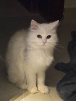 Persian Cats Available for Adoption in Newmarket, Ontario - Lilli | PetCurious