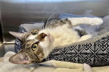 ANGEL -  Domestic Short Hair Cat for Adoption in Kalamazoo, Michigan - ANGEL | PetCurious