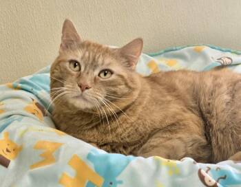 Rusty -  Domestic Short Hair Cat Available for Adoption in Binghamton, New York - Rusty | PetCurious
