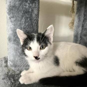 Kleo -  Domestic Short Hair Cat for Adoption in Oberlin, Ohio - Kleo | PetCurious