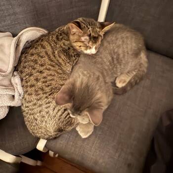 Domestic Short Hair Cats Available for Adoption - Shinx | PetCurious