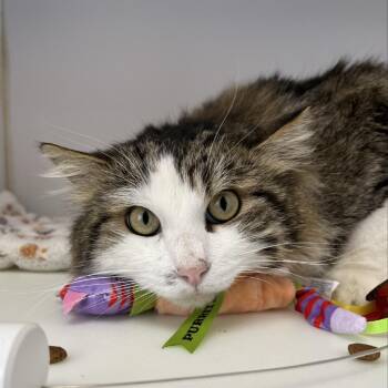 Domestic Medium Hair Cats Available for Adoption - Snowy | PetCurious