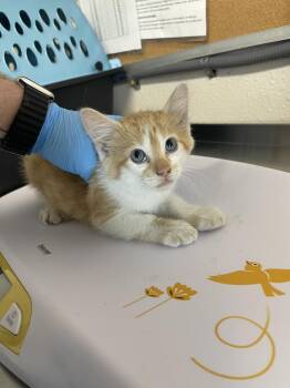 Dusk -  Domestic Short Hair Cat for Adoption in Bolivar, Missouri - Dusk | PetCurious