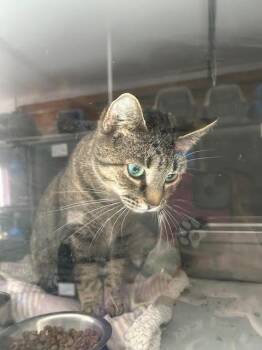 Domestic Short Hair Cats Available for Adoption in Dayton, Minnesota - Biscuit | PetCurious