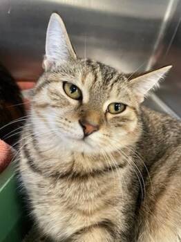 Rescue Domestic Short Hair Cats for Adoption in Richboro, Pennsylvania - Karrot | PetCurious