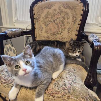 Bahama Mama and Bimini -  Domestic Short Hair Cat for Adoption in Dartmouth, Nova Scotia - Bahama Mama And Bimini | PetCurious