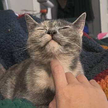 Domestic Short Hair Cats Available for Adoption in Florham Park, New Jersey - Beautiful Bella | PetCurious
