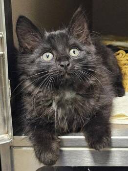 TORPEDO -  Domestic Medium Hair Cat for Adoption in Clyde, North Carolina - TORPEDO | PetCurious
