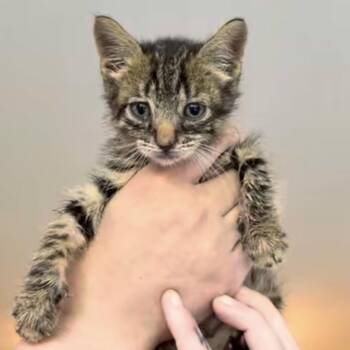 Eden -  Tabby and Domestic Short Hair Cat for Adoption in Newark, New Jersey - Eden | PetCurious