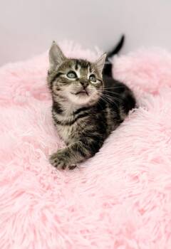 Vandalism -  Domestic Medium Hair Cat for Adoption in Covington, Louisiana - Vandalism | PetCurious