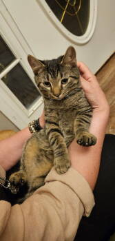 Rescue Domestic Short Hair Cats for Adoption in Nashville, Tennessee - Congress | PetCurious