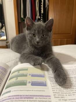 Rescue Domestic Short Hair Cats for Adoption in Sainte-angèle-de-monnoir, Quebec - Soupe FA/FF ID 10551 | PetCurious