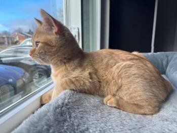 Domestic Short Hair Cats Available for Adoption - Kosumosu | PetCurious