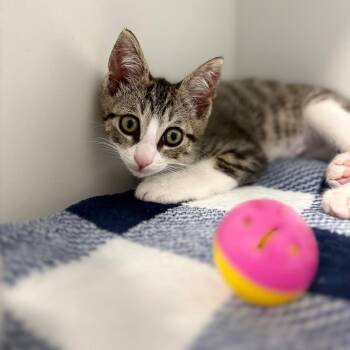 Domestic Short Hair Cats Available for Adoption in Port Richey, Florida - Jinu | PetCurious