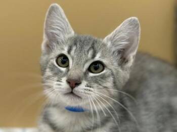 Funnel Cake -  Domestic Short Hair Cat for Adoption in Portland, Oregon - Funnel Cake | PetCurious
