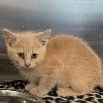 Pink (26-2K-1) -  Domestic Short Hair Cat for Adoption in Rifle, Colorado - Pink (26-2K-1) | PetCurious